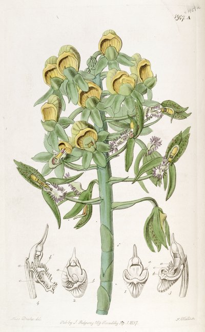 Catasetum cristatum, with Female Flowers (top) and Male Flowers (lower) by Miss Drake